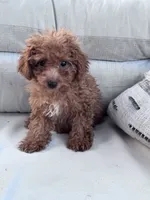Minnie, a female Poodle - Miniature  for sale in Hopkinsville, KY – 7 of 7
