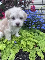 Frosty , a male Havanese for sale in Hopkinsville, KY – 6 of 6