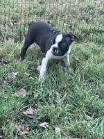 Pablo, a male Boston Terrier for sale in Hopkinsville, KY – 5 of 6
