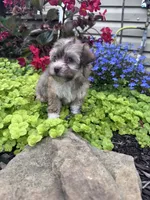 Lucky, a male Havanese for sale in Hopkinsville, KY – 4 of 5