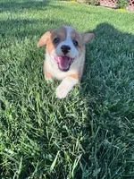 Roscoe , a male Pembroke Welsh Corgi for sale in Hopkinsville, KY – Photo 4 of 8