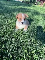 Roscoe , a male Pembroke Welsh Corgi for sale in Hopkinsville, KY – Photo 6 of 8