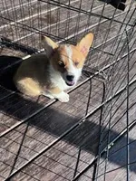 Roscoe , a male Pembroke Welsh Corgi for sale in Hopkinsville, KY – Photo 3 of 8