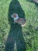Roscoe , a male Pembroke Welsh Corgi for sale in Hopkinsville, KY – Photo 5 of 8
