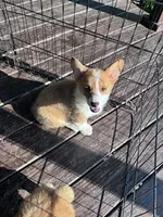 Roscoe , a male Pembroke Welsh Corgi for sale in Hopkinsville, KY – Photo 1 of 8