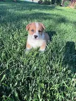 Roscoe , a male Pembroke Welsh Corgi for sale in Hopkinsville, KY – Photo 8 of 8