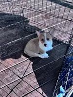 Roscoe , a male Pembroke Welsh Corgi for sale in Hopkinsville, KY – Photo 2 of 8