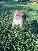 Roscoe , a male Pembroke Welsh Corgi for sale in Hopkinsville, KY – Photo 7 of 8
