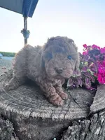 Bitsy, a female Poodle - Miniature  for sale in Hopkinsville, KY – 6 of 6