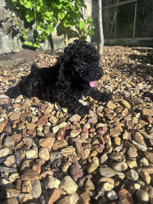 Pepper – Poodle - Miniature  puppy for sale in Hopkinsville, KY