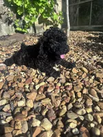 Pepper, a male Poodle - Miniature  for sale in Hopkinsville, KY – 1 of 7