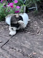 Cookie, a female Shih Tzu for sale in Hopkinsville, KY – 5 of 8