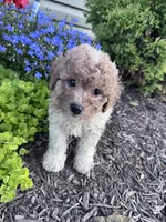 Peanut, a male Yorkipoo for sale in Hopkinsville, KY – 5 of 7