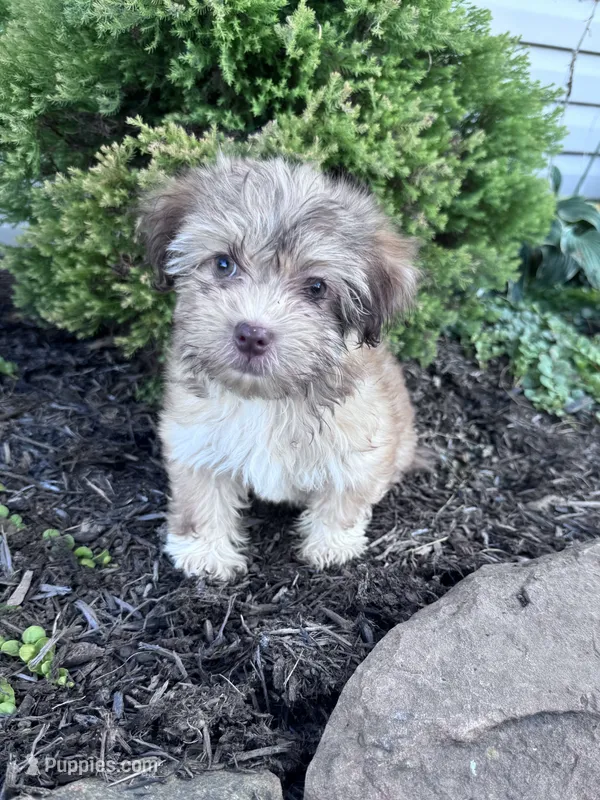 Lucky – Havanese puppy for sale in Hopkinsville, KY
