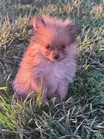Biscuit, a male Pomeranian for sale in Hopkinsville, KY – Photo 1 of 4