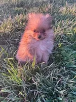 Biscuit, a male Pomeranian for sale in Hopkinsville, KY – Photo 3 of 4