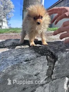 Biscuit – Pomeranian puppy for sale in Hopkinsville, KY