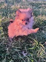 Biscuit, a male Pomeranian for sale in Hopkinsville, KY – Photo 2 of 4