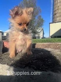 Biscuit – Pomeranian puppy for sale in Hopkinsville, KY