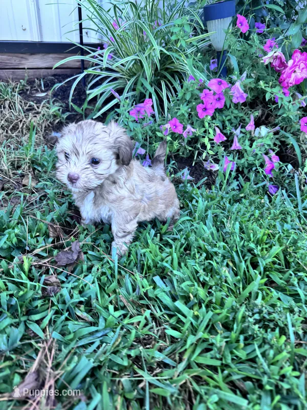 Teddy – Havanese puppy for sale in Hopkinsville, KY