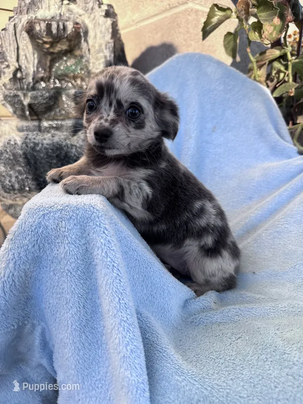 Lolli – Chihuahua puppy for sale in Hopkinsville, KY