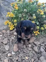 Snoopy , a male Yorkshire Terrier for sale in Hopkinsville, KY – 4 of 4