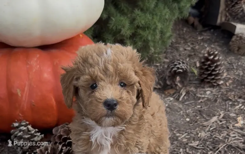 Teddy – Poodle - Miniature  puppy for sale in Hopkinsville, KY