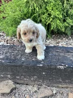 Daisy, a female Cockapoo for sale in Hopkinsville, KY – 3 of 5