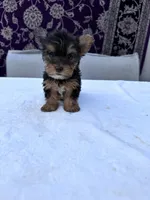 Daisy, a female Yorkshire Terrier for sale in Hopkinsville, KY – 2 of 5