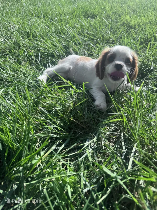 Max – Cavalier King Charles Spaniel puppy for sale in Hopkinsville, KY