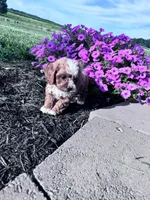 Charlie, a male Cavapoo for sale in Hopkinsville, KY – 5 of 6