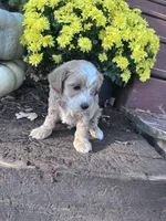Rose, a female Maltipoo for sale in Hopkinsville, KY – 3 of 4