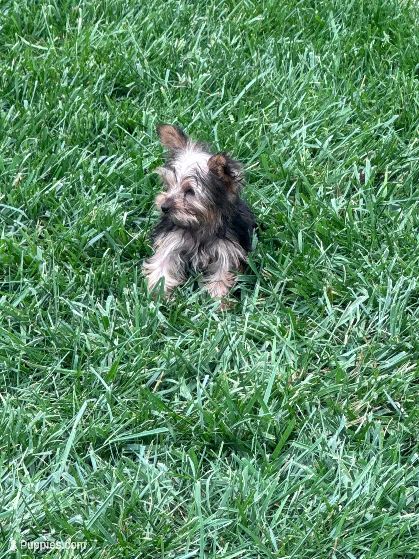 Sophie, a female Yorkshire Terrier for sale in Hopkinsville, KY – Photo 5 of 5