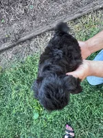 Pepper, a female Chipoo for sale in Hopkinsville, KY – 4 of 4
