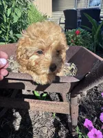 Skippy skip, a male Chipoo for sale in Hopkinsville, KY – 4 of 5