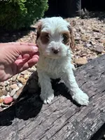 Scout, a male Cavapoo for sale in Hopkinsville, KY – 5 of 5