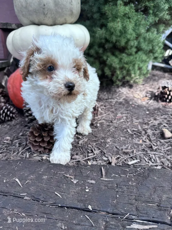Snoopy  – Poodle - Miniature  puppy for sale in Hopkinsville, KY