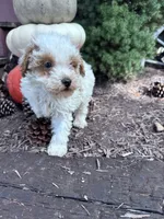 Snoopy , a male Poodle - Miniature  for sale in Hopkinsville, KY – 3 of 4