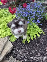 Raffy, a male Havanese for sale in Hopkinsville, KY – 6 of 6