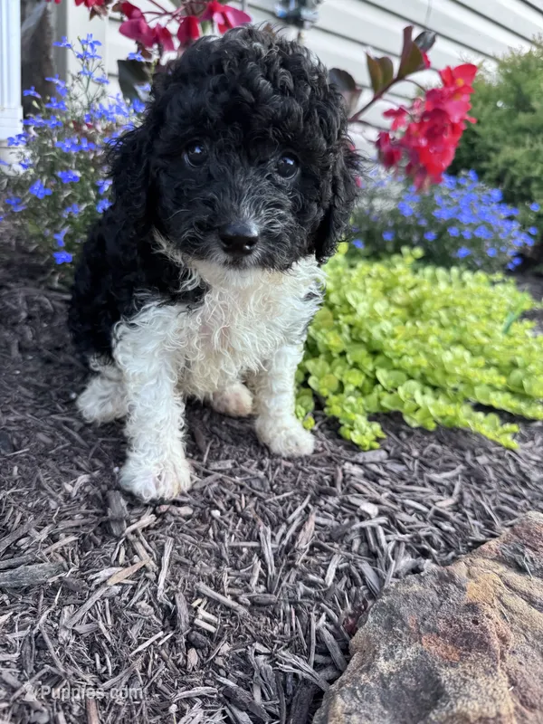 Oreo – Yorkipoo puppy for sale in Hopkinsville, KY