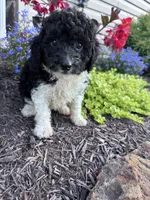 Oreo, a female Yorkipoo for sale in Hopkinsville, KY – 6 of 6