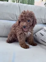 Mickey, a male Poodle - Miniature  for sale in Hopkinsville, KY – 2 of 5