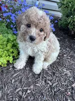 Peanut, a male Yorkipoo for sale in Hopkinsville, KY – 1 of 7