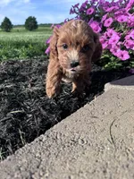 Teddy, a male Cavapoo for sale in Hopkinsville, KY – 4 of 4
