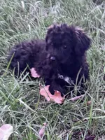 Willow, a female Yorkipoo for sale in Hopkinsville, KY – 6 of 8