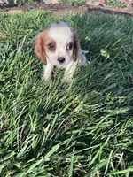 Max, a male Cavalier King Charles Spaniel for sale in Hopkinsville, KY – 4 of 5