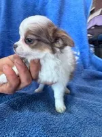Cookie, a female Chihuahua for sale in Hopkinsville, KY – Photo 3 of 4