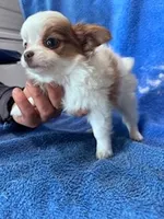 Cookie, a female Chihuahua for sale in Hopkinsville, KY – Photo 4 of 4