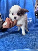 Cookie, a female Chihuahua for sale in Hopkinsville, KY – Photo 2 of 4