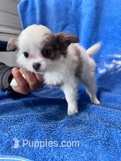 Cookie – Chihuahua puppy on hold in Hopkinsville, KY